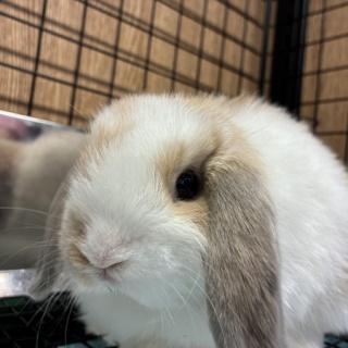 うさぎブログ　うさぎのしっぽ公式ブログ「日々しっぽ」