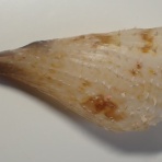 図鑑を作る（二枚貝編）