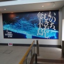 2025 奄美大島採集記