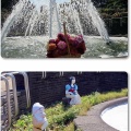 ダリアと噴水と
