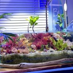 SONOアクアプランツファーム水草･海藻情報局