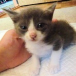 猫だらけ