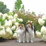 メロディ＆ミニーの写真館