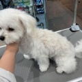 マルチワワ(お店の子)　シャンプー　今井