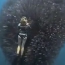 ベイトボールに包まれるという、得難い体験