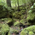 ミヤマキリシマを見に山登りしてきました