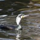 少し前と本日撮った写真