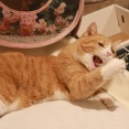やらかしていた猫。