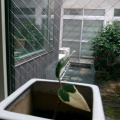 今朝も早くから（性懲りもなく）動き回っています