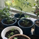 ニセアカシアが咲き始める♪