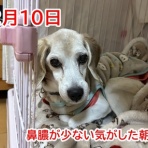 ガオだらけな日々　