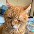 猫への叱り方と成功体験と　20251024