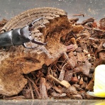 鍬形飼育記録帖