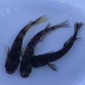 🐟金魚•メダカ入舎情報‼️