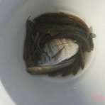 tabe's Fishing blog