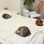 おうちごはんとおかしとねこ