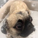 シャンプーセット　ペキパグのテラちゃん　リコパ川崎店担当よしだ