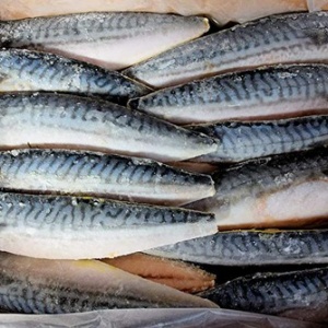 Tfqmmwemlj3sem Tfqmmwemlj3sem