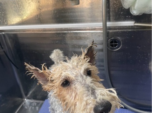 ジョー君の幸せ日記💓💓💓🐶