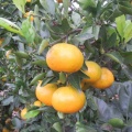 ミカンが、だいぶ黄色くなっていました&ニャンズ