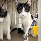 里親さんを待ってる猫たち(3/18)