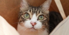 高さのある袋に挑戦する猫。