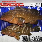 香川ルアーフィッシングガイド ”Ｍａｇｉｃ”