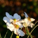 シュウメイ菊