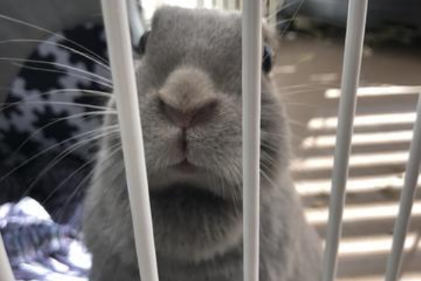 ウサコッツ飼育日記 体重