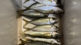 釣り行ってきた（※画像あり）