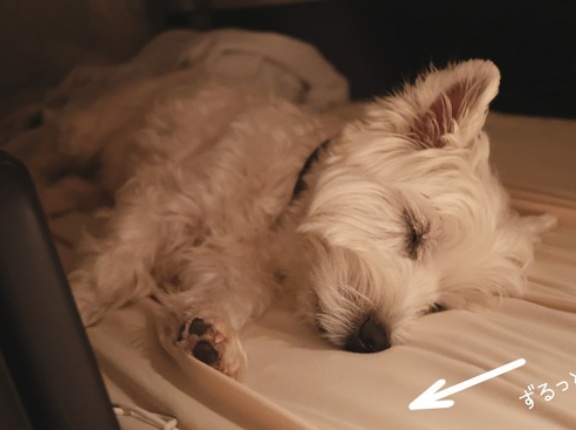 ワンコが快適ならそれでよし！？車中泊お犬様の寝床。