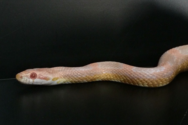 蛇を画きて文を添う コーンスネーク