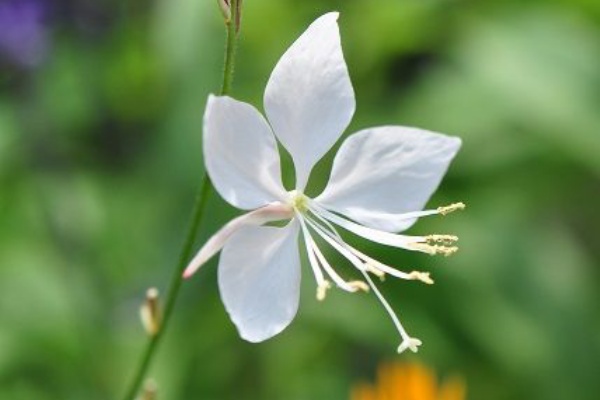 花いろいろ ガウラ