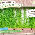 フウセンカズラのグリーンカーテン完成！