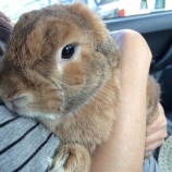 『あの日の居多ヶ浜【新潟県上越市】』の画像