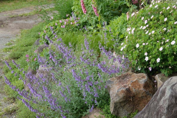 ベルと高原の家 クリーピングタイム