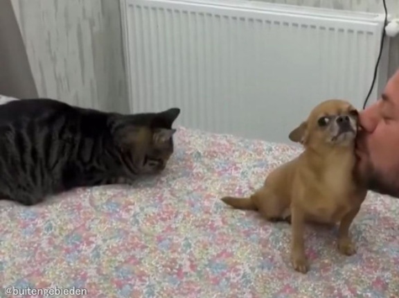 飼い主を独り占めしたいチワワが…猫に嫉妬心を燃やす