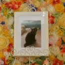 水戸市の愛猫みいちゃんの個別火葬【ペット火葬・霊園・水戸市】