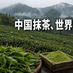 【速報】中国、抹茶生産量で世界トップに。日本の抹茶製品にも続々採用され始める