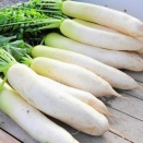 大地の恵み根菜類「大根」　消化を助ける「天然の胃腸薬」