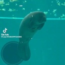 【動画】自分のうんちを食べたアザラシさん、秒で逝くｗｗｗｗｗ