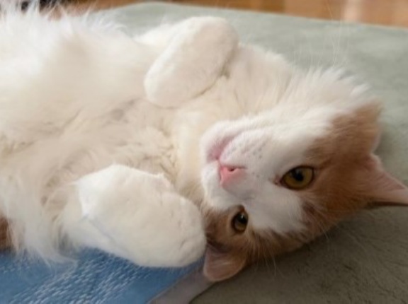 夏用品に替えたときの猫たちの反応それぞれ