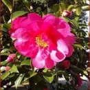 フォアストロークショットはクローズドスタンスで入るな