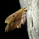 Gasyunの虫メモ！