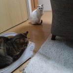 ﾈｺﾁｬﾝのﾆﾝｹﾞﾝ育成日記