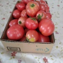 トマト終わり
