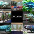 COLORS