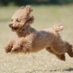 わんわんアイランド淡路島