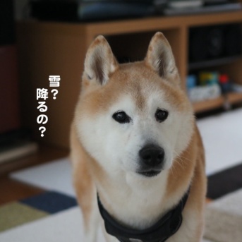 寒々しい土曜日…