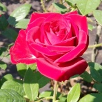 四つ葉のくまさんの癒しのお花、時々お料理日記